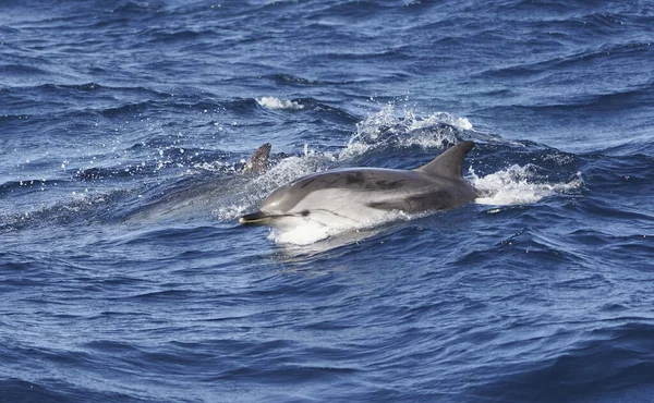 Den Randiga Delfinen Stenella Coeruleoalba Gibraltar Sund Spanien — Stockfoto