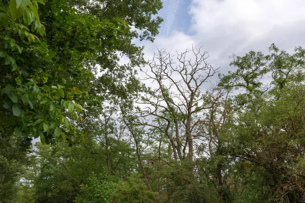 Träden Skog Den Molniga Himlen — Stockfoto