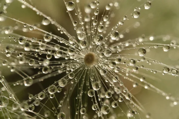 Eine Nahaufnahme Von Wassertropfen Auf Einem Löwenzahn — Stockfoto