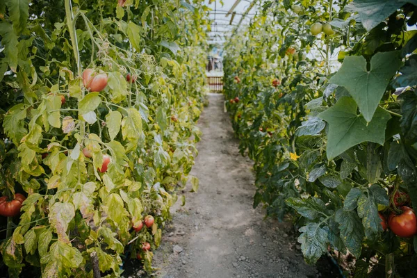 온실에서 토마토가 줄지어 자라고 — 스톡 사진