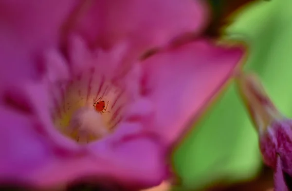 Una Macro Toma Una Mariquita Roja Dentro Pestaña Una Primula — Foto de Stock