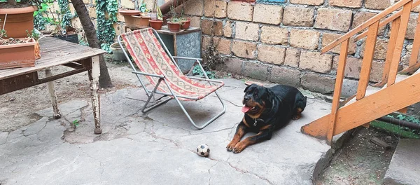 Plano Panorámico Rottweiler Yaciendo Patio Una Casa Luz Del Día — Foto de Stock