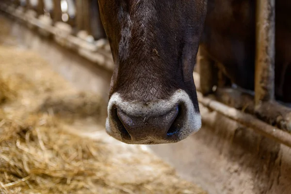Молочные Коровы Едят Сено Сарае — стоковое фото