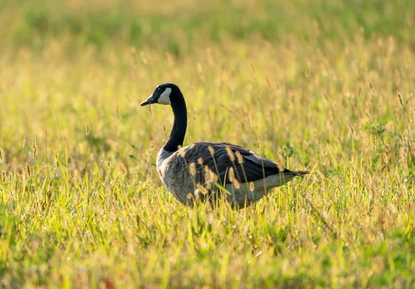 Een Close Van Een Canadese Gans Het Gras — Stockfoto