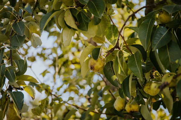 Pêras Maduras Frescas Uma Árvore Jardim — Fotografia de Stock