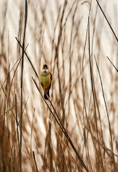 Ytlig Fokus Närbild Bild Vanliga Whitethroat Sitter Växt — Stockfoto