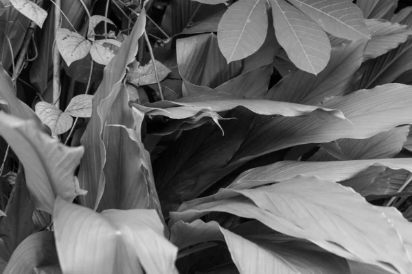Uma Planta Com Folhas Grandes Tons Cinza — Fotografia de Stock