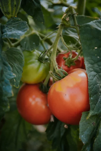 Pomodori Biologici Freschi Che Crescono Una Pianta Giardino — Foto Stock