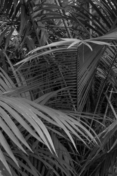 Een Verticaal Shot Van Een Plant Met Lange Bladeren Grijswaarden — Stockfoto