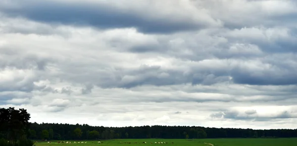 Bellissimo Paesaggio Verde Con Alberi Sotto Cielo Nuvole Luminose — Foto Stock