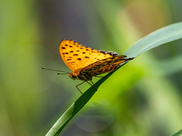 Papillon Fritillaire Tropical Coloré Sur Une Lame Herbe Dans Prairie — Photo