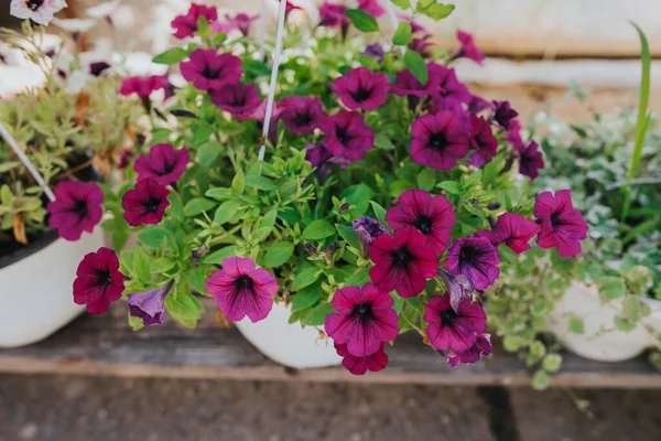 Las Flores Petunia Rosa Maceta Invernadero —  Fotos de Stock