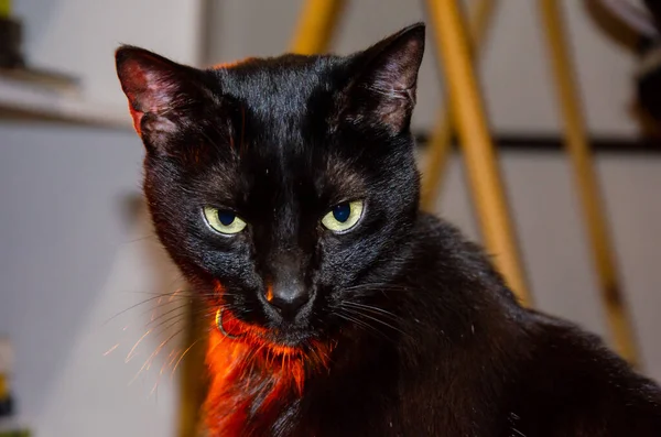 Retrato Gato Preto Gracioso Com Olhos Verdes Ferozes — Fotografia de Stock