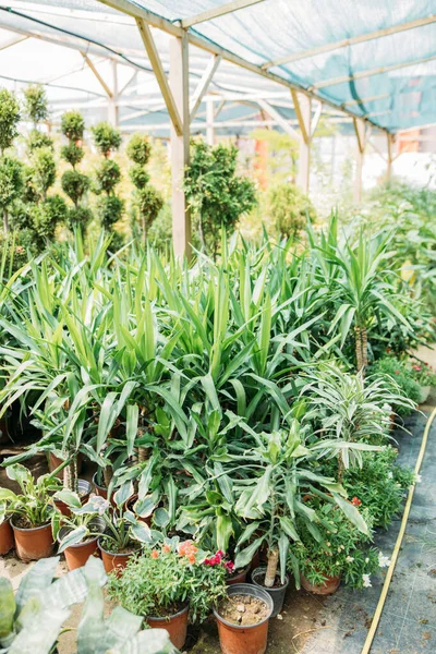 温室で成長している多くの鉢植えや花の垂直ショット — ストック写真