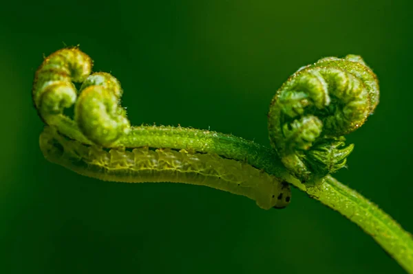 Mise Point Sélective Une Chenille Sur Une Fougère — Photo