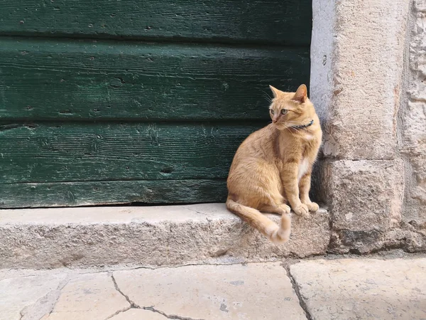 Lindo Gato Jengibre Sentado Junto Una Vieja Puerta Madera Mirando — Foto de Stock