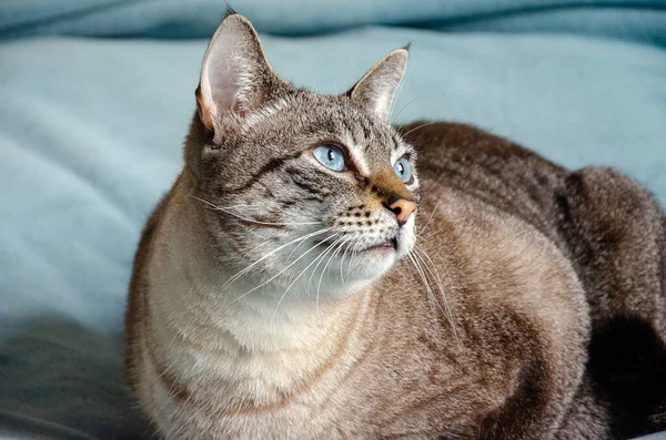 Retrato Hermoso Gato Gris Con Ojos Azules Descansando Interior — Foto de Stock