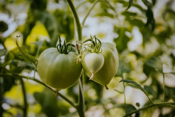 Gröna Omogna Tomater Som Växer Växt Trädgård — Stockfoto