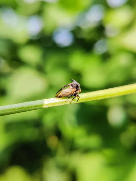 An insect on a green stick in nature