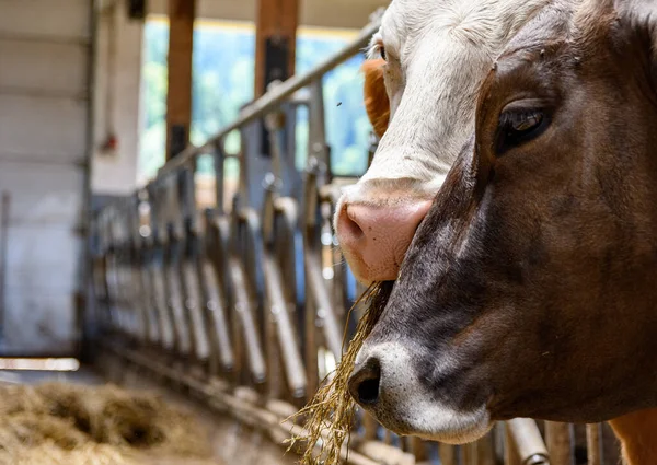 Vacas Lecheras Comiendo Heno Granero —  Fotos de Stock