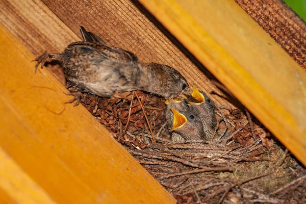 Detailní Záběr Malého Hnědého Ptáčka Krmícího Mláďata Hnízdě — Stock fotografie