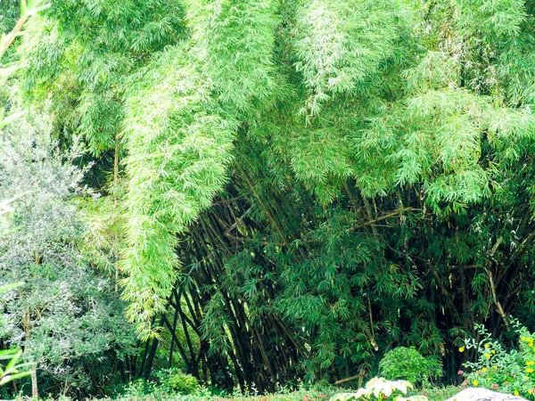 Una Vista Bosque Denso Con Diferentes Árboles Plantas —  Fotos de Stock