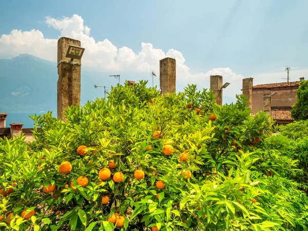 Limone Sul Garda Limone Jardín Con Frutas Frescas Plantación — Foto de Stock