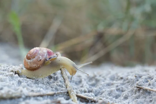 Slightly Transparent Snail Overcomes Stalk Sand Its Brown House Its — Stock Photo, Image