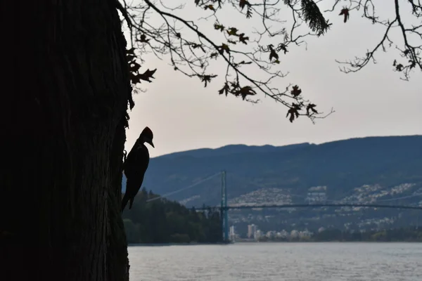 温哥华市中心的一棵树上坐着啄木鸟 — 图库照片