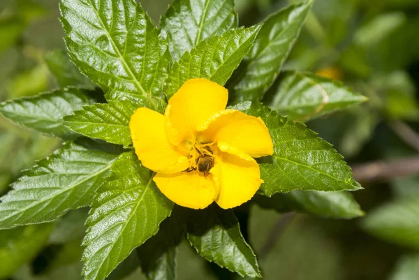 Včela Žluté Šalvěji Růžový Květ Rosou Guatemale — Stock fotografie
