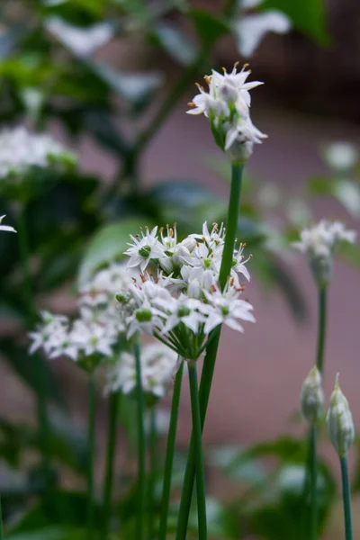 Tiro Vertical Bela Allium Tuberosum Florescendo Sua Beleza — Fotografia de Stock