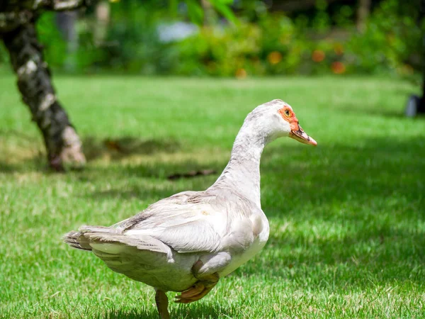 Beautiful Duck Standing Lawn — Stock Photo, Image