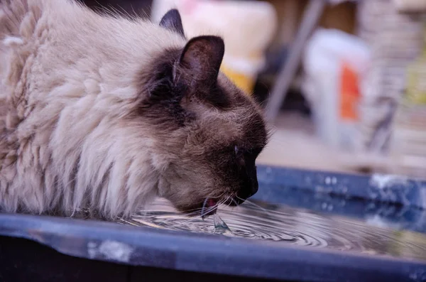 美しいヒマラヤの猫は屋外で水を飲む — ストック写真