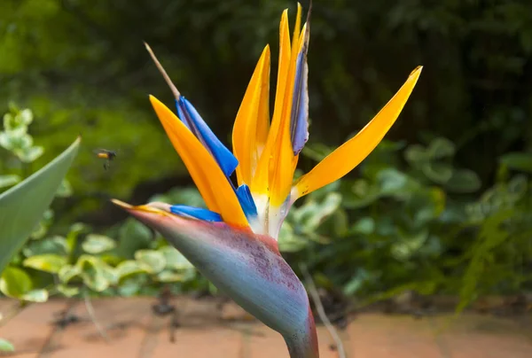 Paradijsvogel Bloem Strelitzia Bloem Verlicht Met Zonlicht Biologische Tuin Intense — Stockfoto