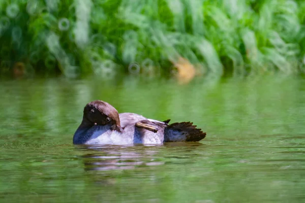 Hnědá Kachna Plavající Jezeře Rozmazaném Pozadí Parku — Stock fotografie