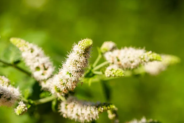 Plano Superficial Bálsamo Limón Con Flores Blancas — Foto de Stock