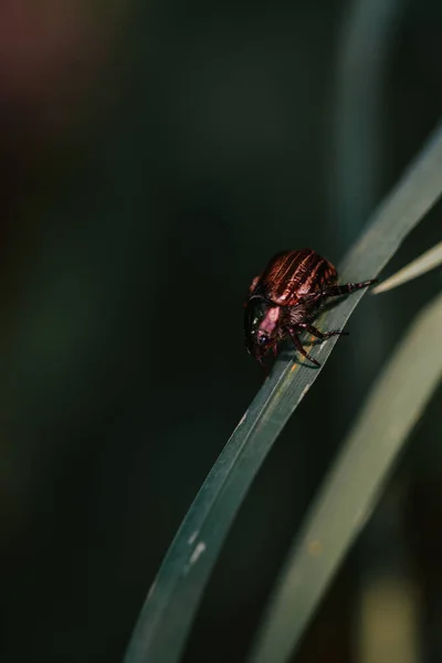 Ένα Κάθετο Πλάνο Μιας Μικροσκοπικής Αράχνης Ένα Χορτάρι — Φωτογραφία Αρχείου