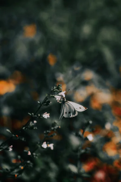 Μια Κάθετη Βολή Μιας Μικρής Πεταλούδας Που Κάθεται Ένα Κλαδί — Φωτογραφία Αρχείου