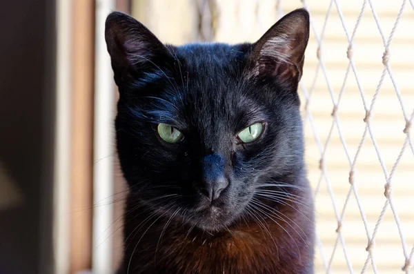 Una Bella Vista Gatto Nero Seduto Vicino Alla Recinzione Metallo — Foto Stock