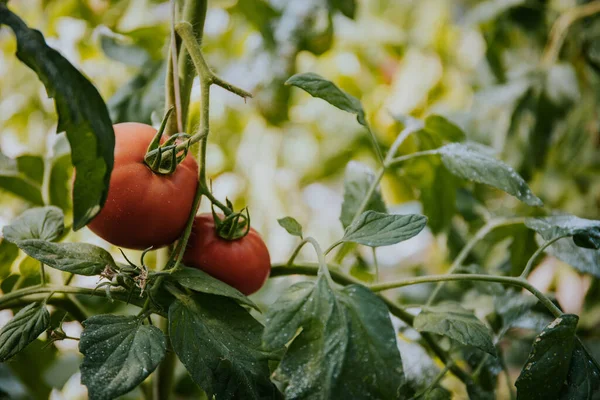 Ett Gäng Färska Ekologiska Tomater Som Växer Växt Trädgård — Stockfoto