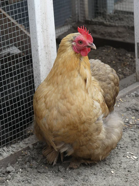 Closeup Shot Cute Brown Rooster — Stock Photo, Image