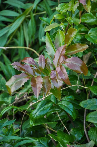 Een Close Shot Van Boom Loof — Stockfoto