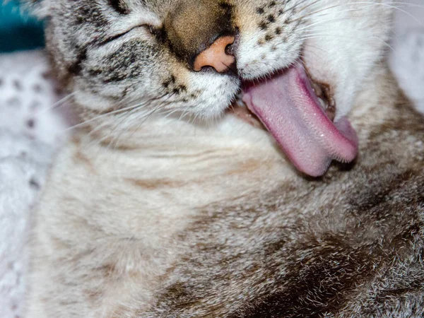 Primer Plano Gatito Divertido Con Lengua Fuera —  Fotos de Stock