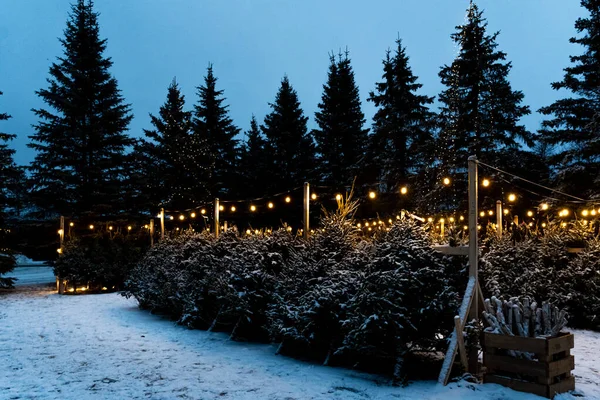 Los Árboles Navidad Nevados Patio Noche Invierno — Foto de Stock