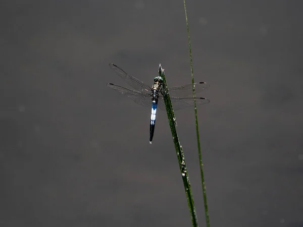 草藁の上を舞う白尾のトンボ — ストック写真