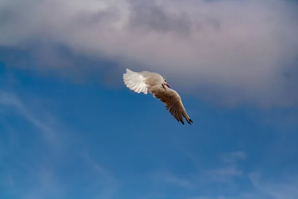 Uma Gaivota Voando Céu Azul Nublado Calmo — Fotografia de Stock