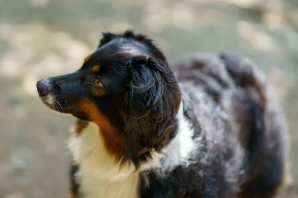 Eine Hochwinkelaufnahme Eines Berner Sennenhundes Beim Seitlichen Blick Ins Freie — Stockfoto