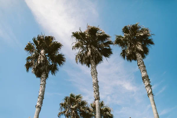 Plano Bajo Palmeras Bajo Cielo Nublado — Foto de Stock