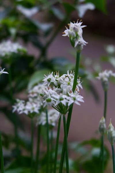 Tiro Vertical Belas Flores Brancas — Fotografia de Stock