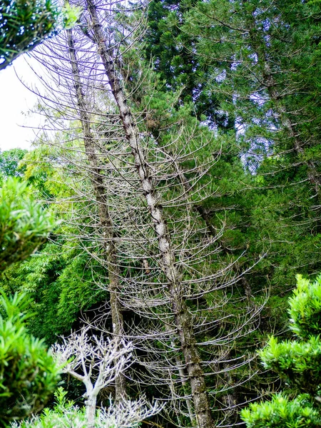 Tiro Vertical Baixo Ângulo Uma Árvore Alta Crescendo Floresta — Fotografia de Stock